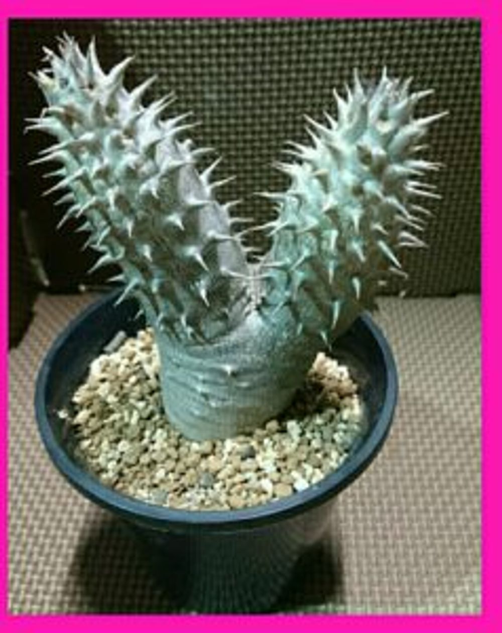 Photo by イエローフィンガーさん