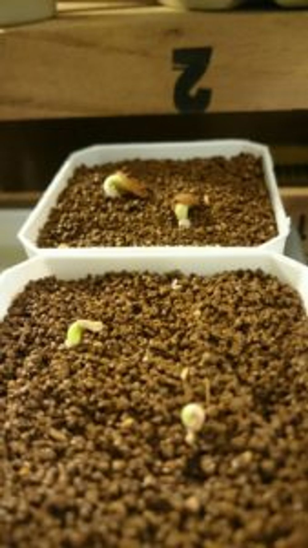 Photo by calcolmさん