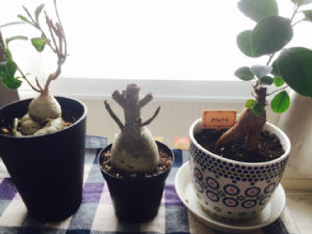 Photo by おんさん