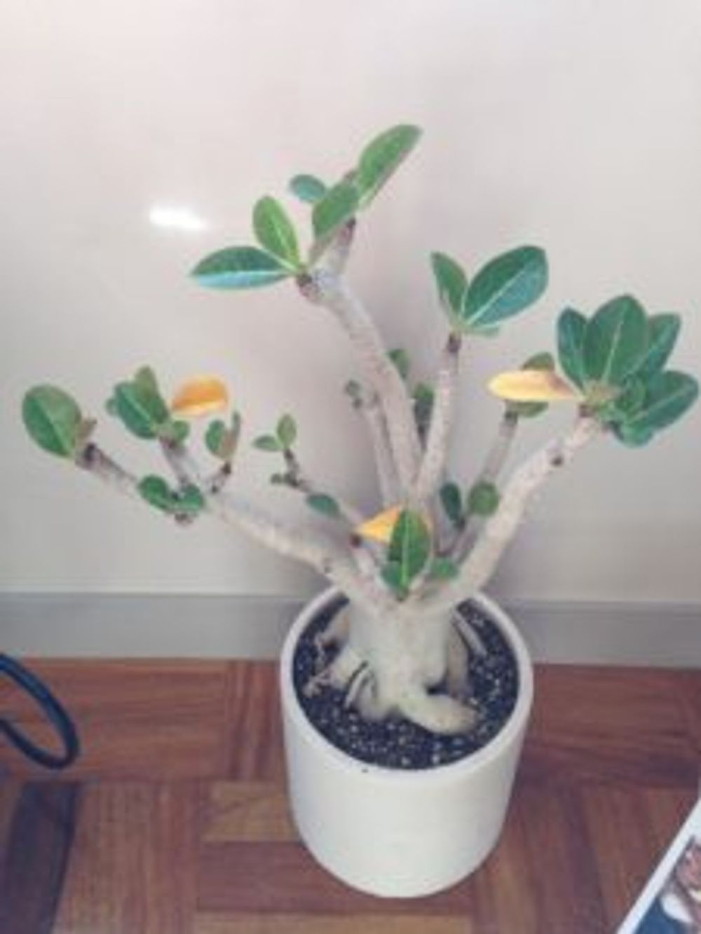 Photo by いっちーさん