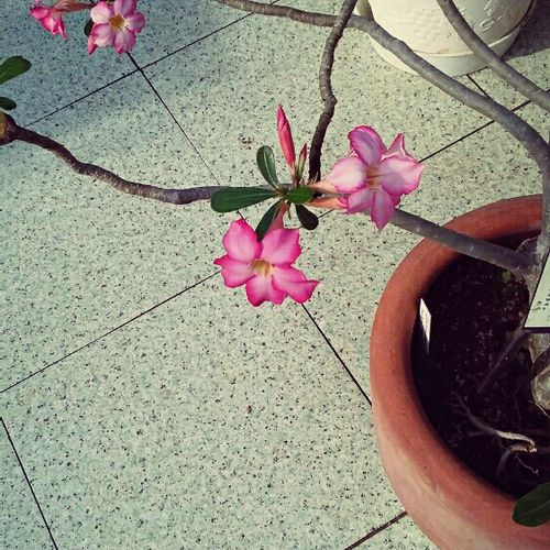 コーデックス類の中で暑さに強いのは見目麗しい 砂漠のバラ Greensnap グリーンスナップ