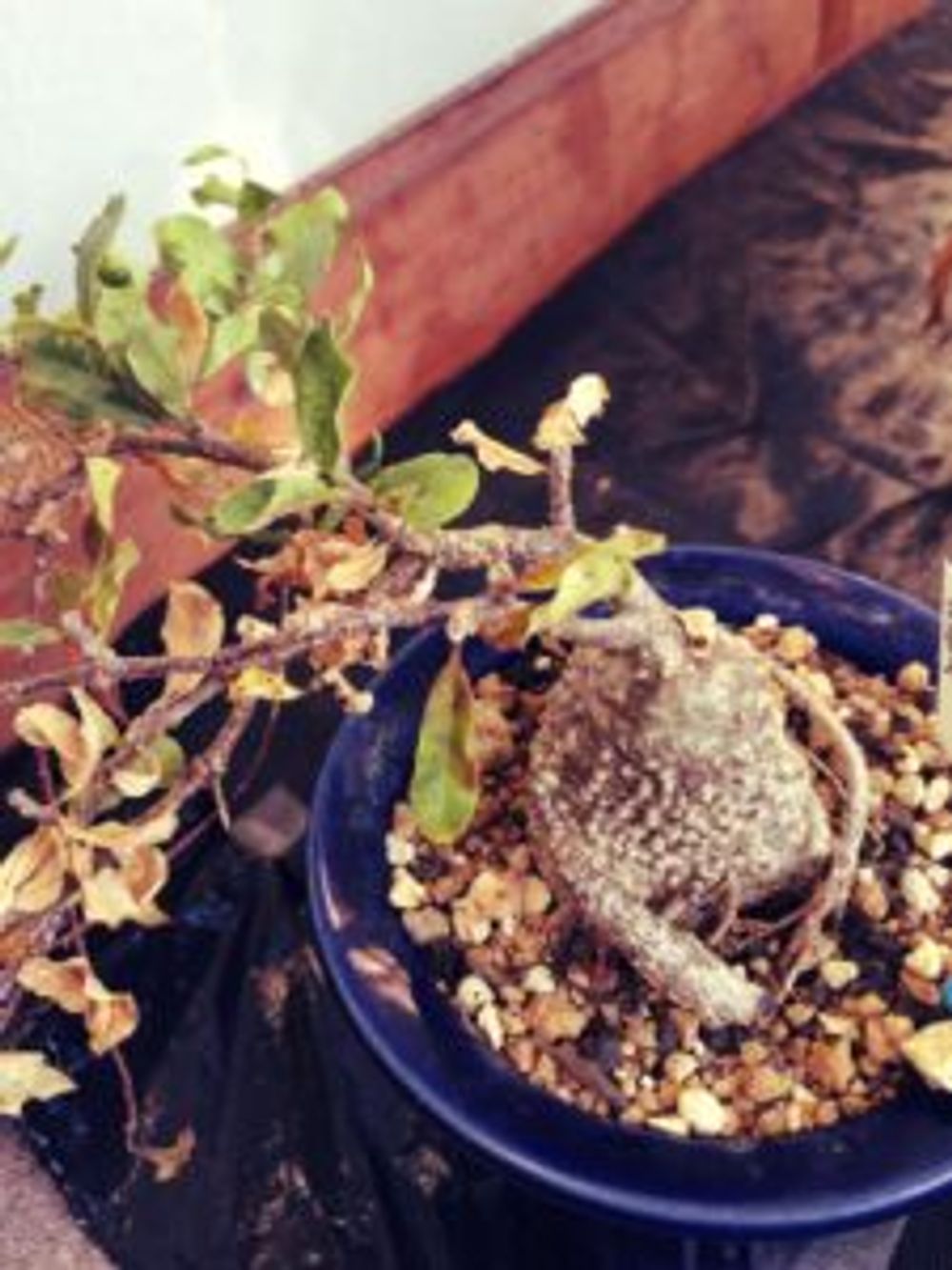 Photo by がんぼさん