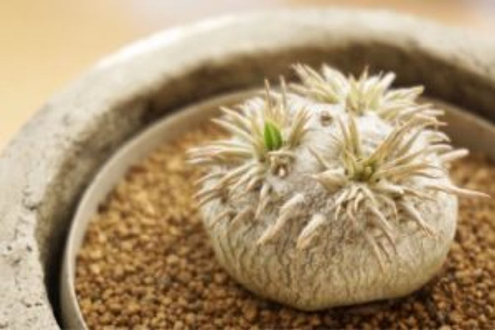 Photo by みやきさん