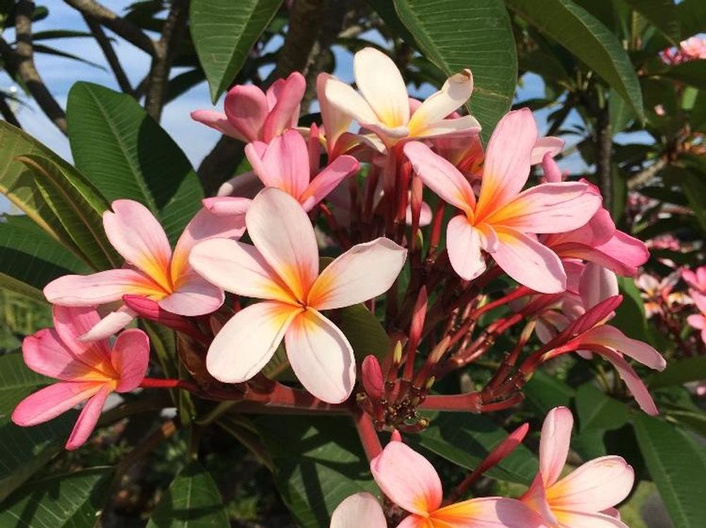 プルメリア　桃色の花