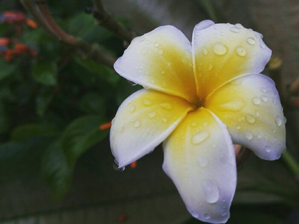 プルメリア　白い花　水滴