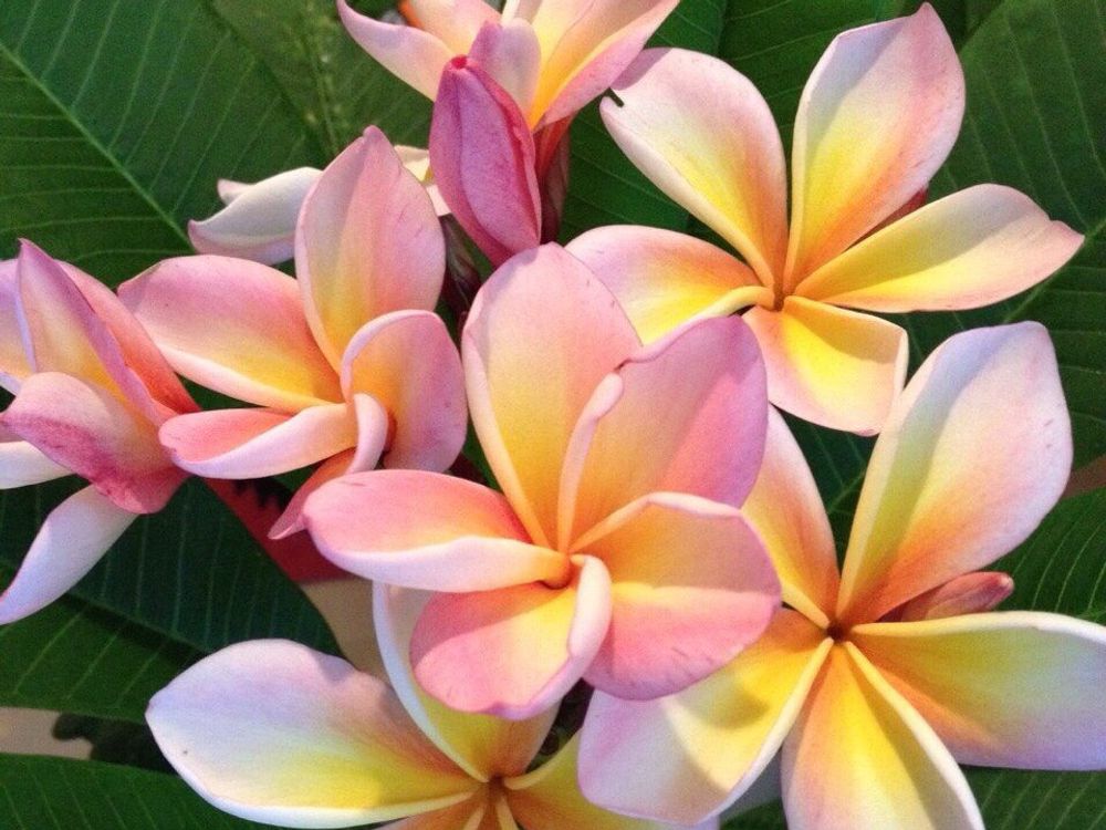 プルメリア　ピンク色の花