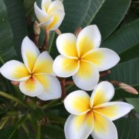 プルメリアの育て方｜植え替えや肥料のやり方は？冬越しはできるの？の画像