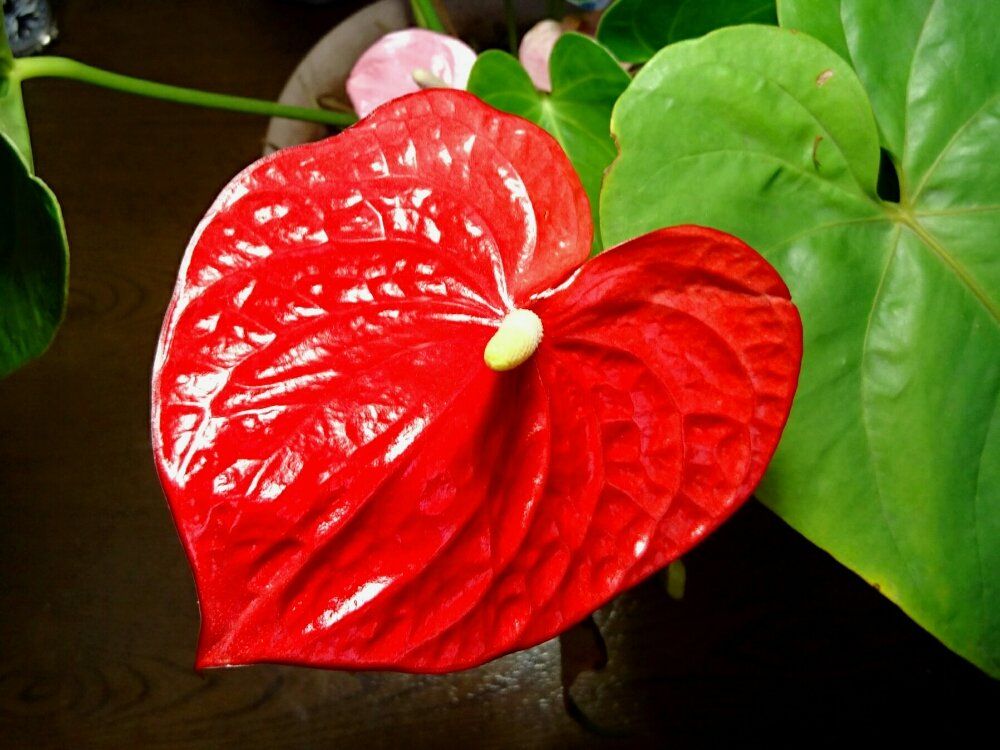 赤いアンスリウム