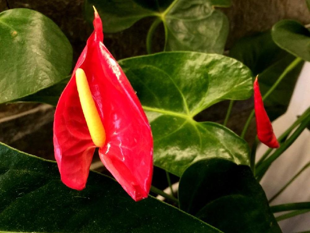 アンスリウム　赤い花