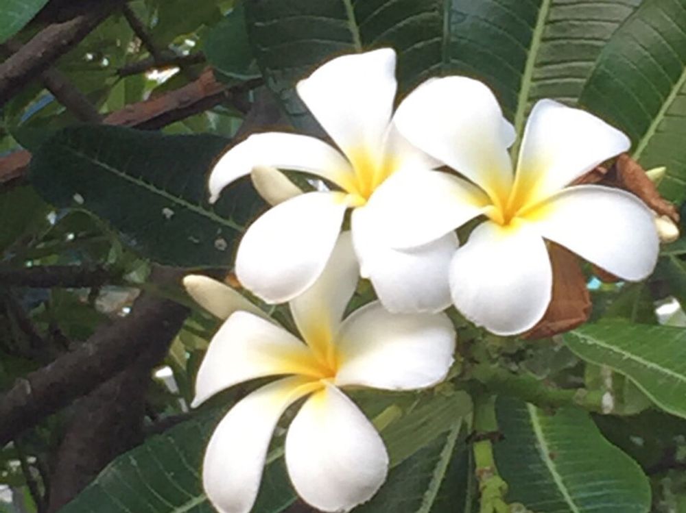 プルメリア　白い花