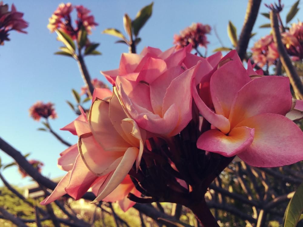 プルメリア 日に当たる花