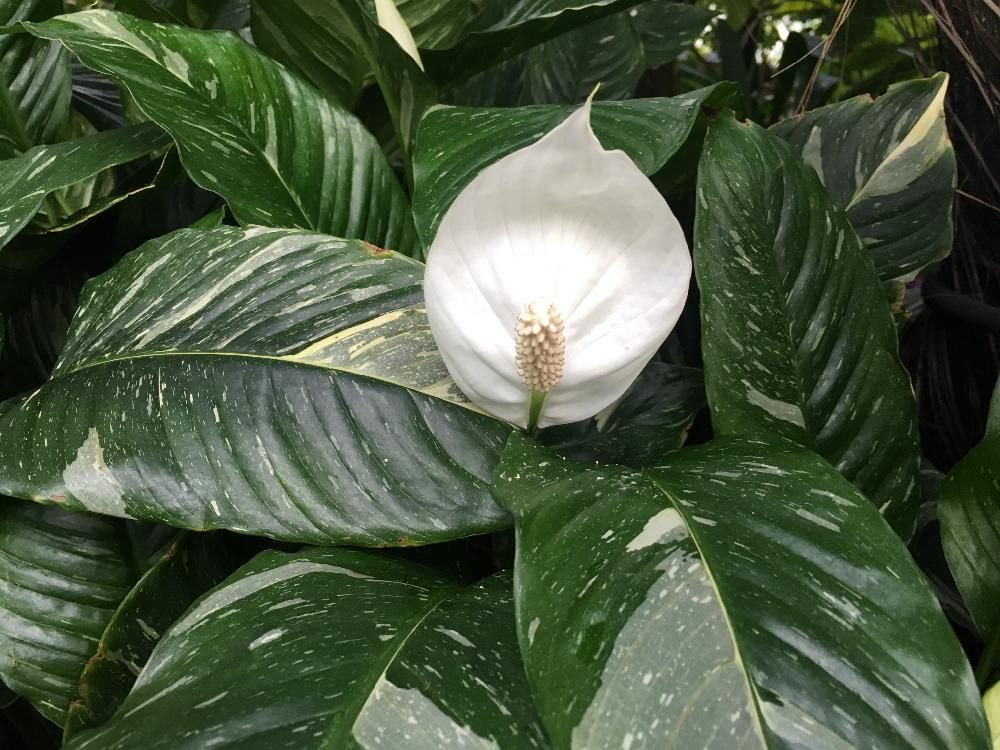 アンスリウム　白い花