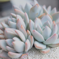 幻想的だったり可愛かったり♡キュンとするネーミングの多肉植物12選の画像
