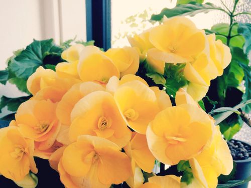 ベゴニアの育て方 植え替えの時期や増やし方は 耐寒性はある Greensnap グリーンスナップ