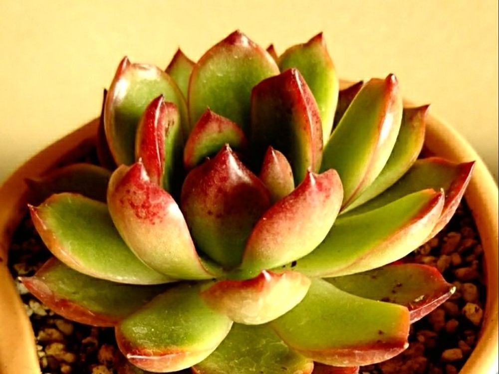 エケベリア 鉢植え