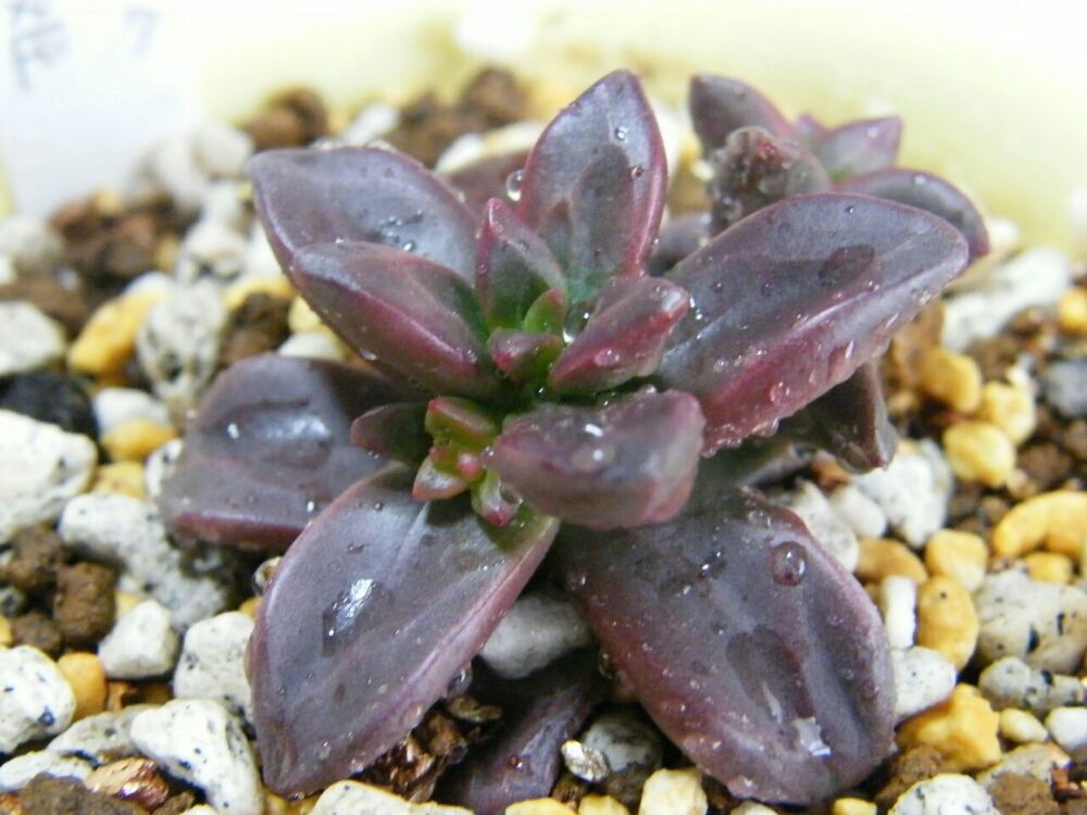 エケベリア 鉢植え