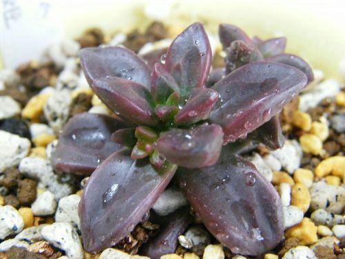 エケベリアの育て方 植え替えや水やりの時期は 増やし方は Greensnap グリーンスナップ エケベリアの育て方 植え替えや水やりの時期は 増やし方は Greensnap グリーンスナップ