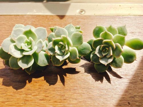 エケベリアの育て方 植え替えや水やりの時期は 増やし方は Greensnap グリーンスナップ エケベリアの育て方 植え替えや水やりの時期は 増やし方は Greensnap グリーンスナップ