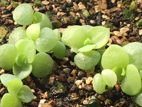 エケベリアの育て方 植え替えや水やりの時期は 増やし方は Greensnap グリーンスナップ エケベリアの育て方 植え替えや水やりの時期は 増やし方は Greensnap グリーンスナップ