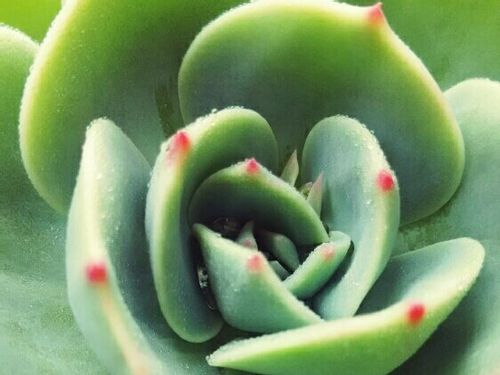 エケベリアの育て方 植え替えや水やりの時期は 増やし方は Greensnap グリーンスナップ エケベリアの育て方 植え替えや水やりの時期は 増やし方は Greensnap グリーンスナップ