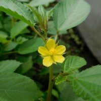 モロヘイヤの育て方｜種まきや苗植えの時期は？プランター栽培もできる？の画像