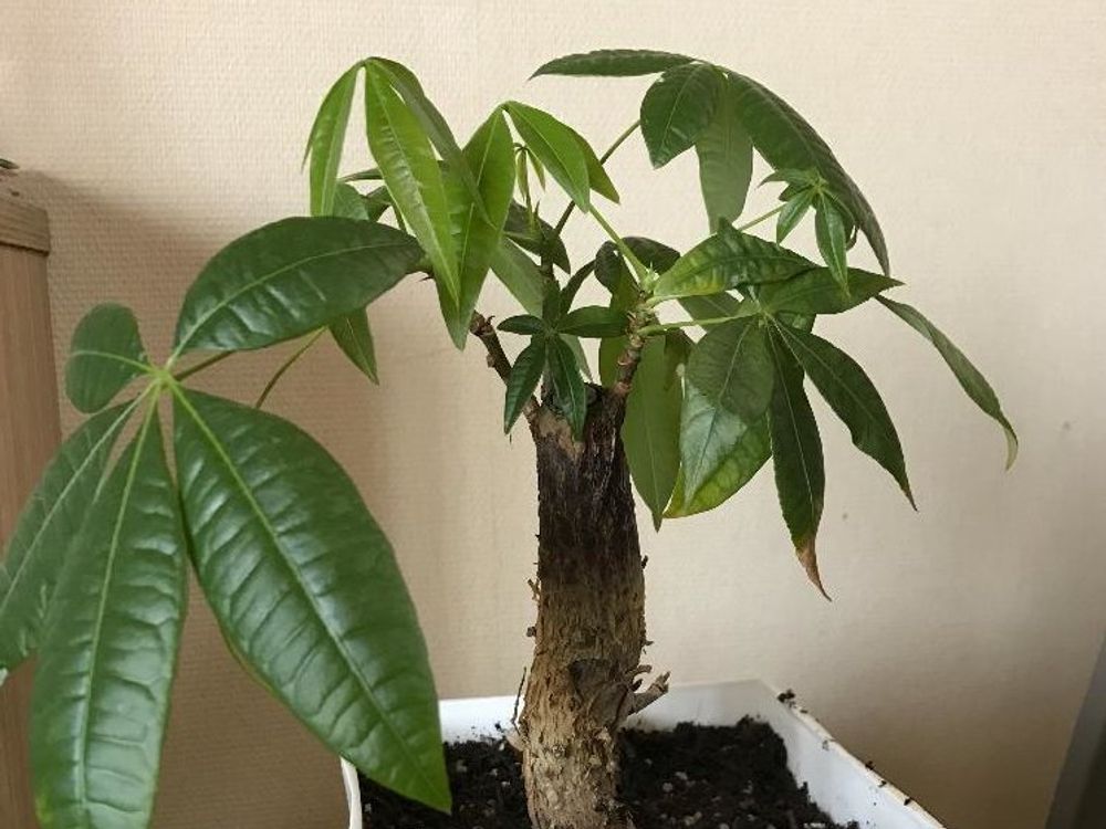 パキラ　鉢植え　株