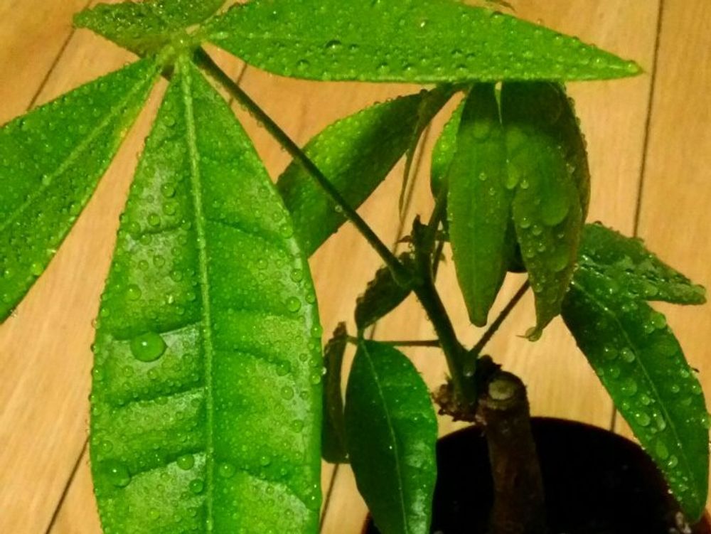 パキラ　鉢植え　水滴