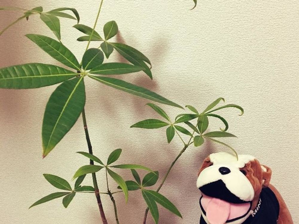 パキラ　鉢植え