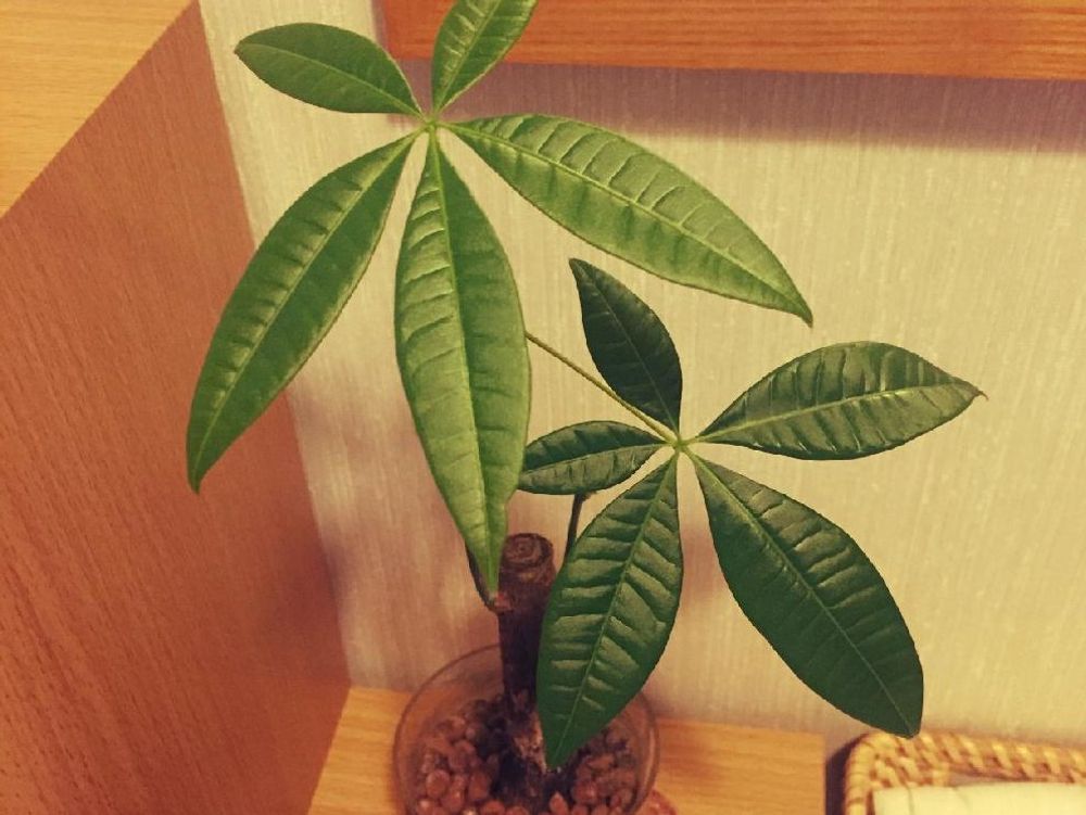 パキラ　鉢植え　葉