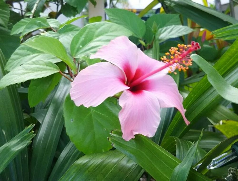 ハイビスカス　ピンク色の花