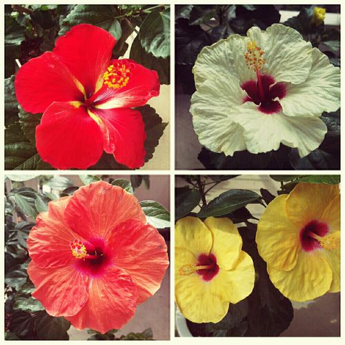 ハイビスカスの育て方 挿し木 植え替えの方法は 冬越しのコツは Greensnap グリーンスナップ