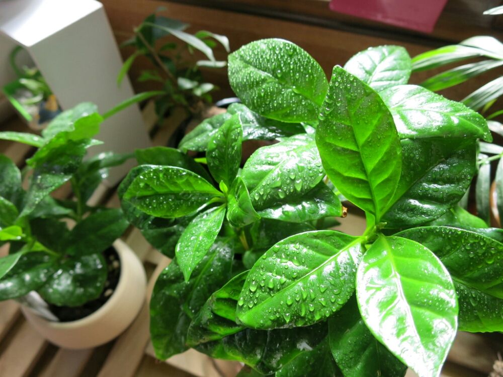 コーヒーの木　鉢植え　水滴