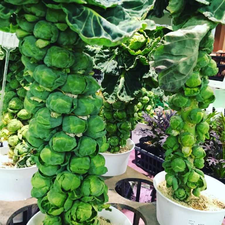 芽キャベツのパンチェッタ添え レシピ