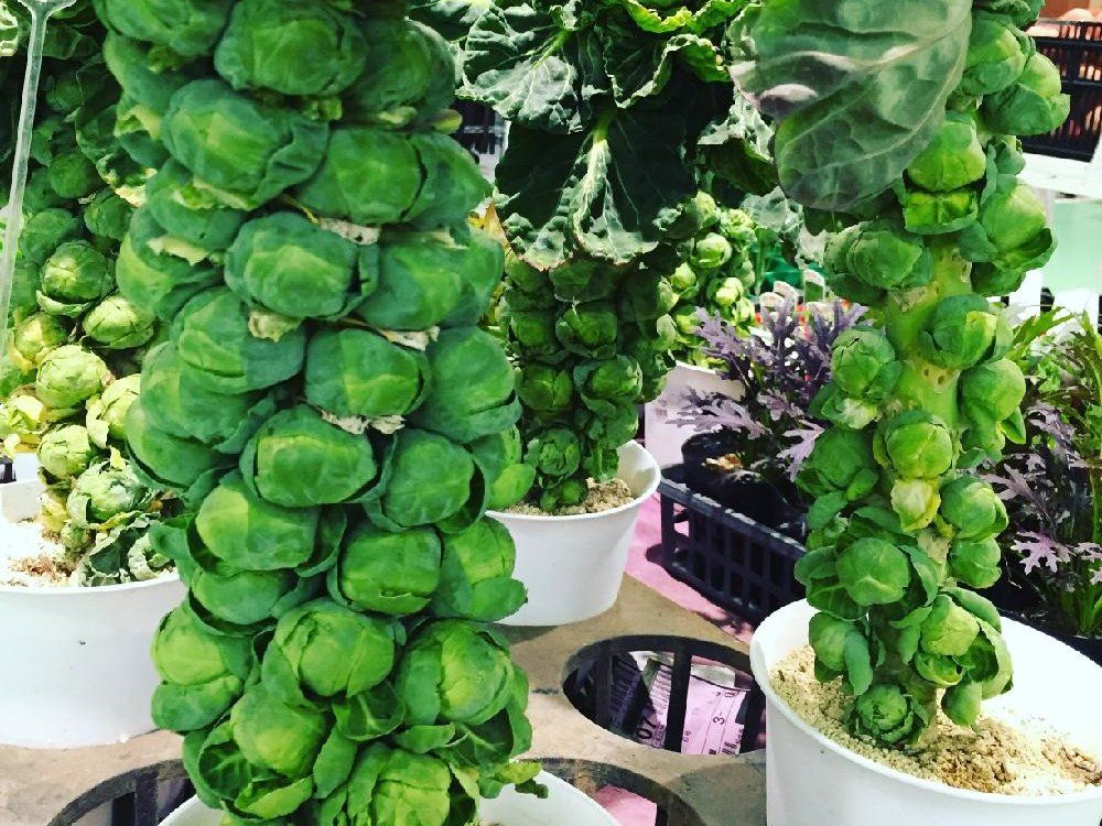 芽キャベツ　株　鉢植え