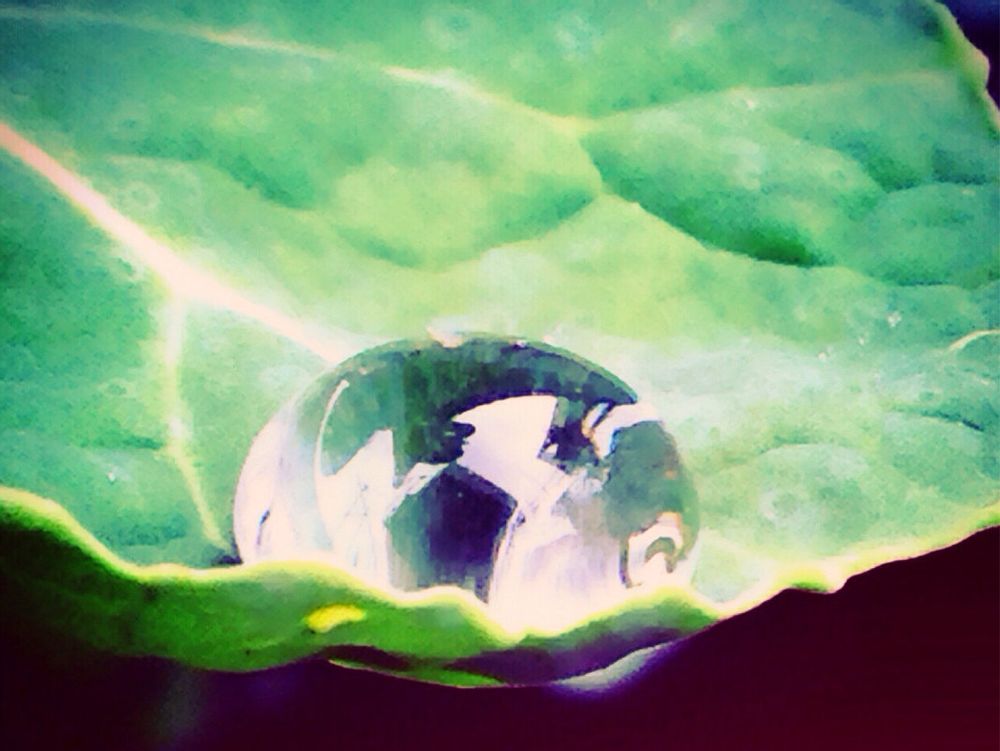 芽キャベツ　葉　水滴