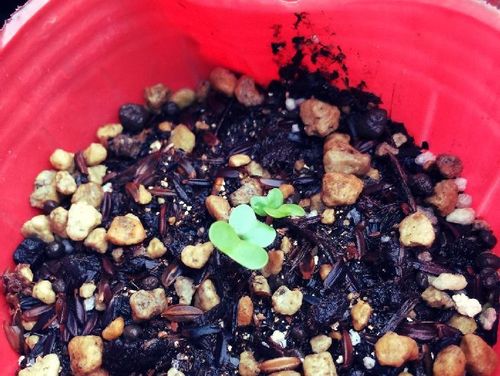 芽キャベツの育て方 植え付けや収穫の時期は 鉢でも栽培できる Greensnap グリーンスナップ