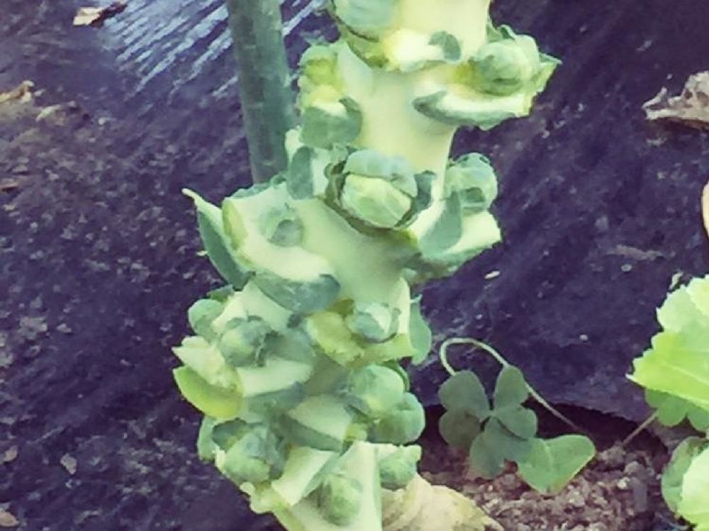 芽キャベツ　鉢植え　株