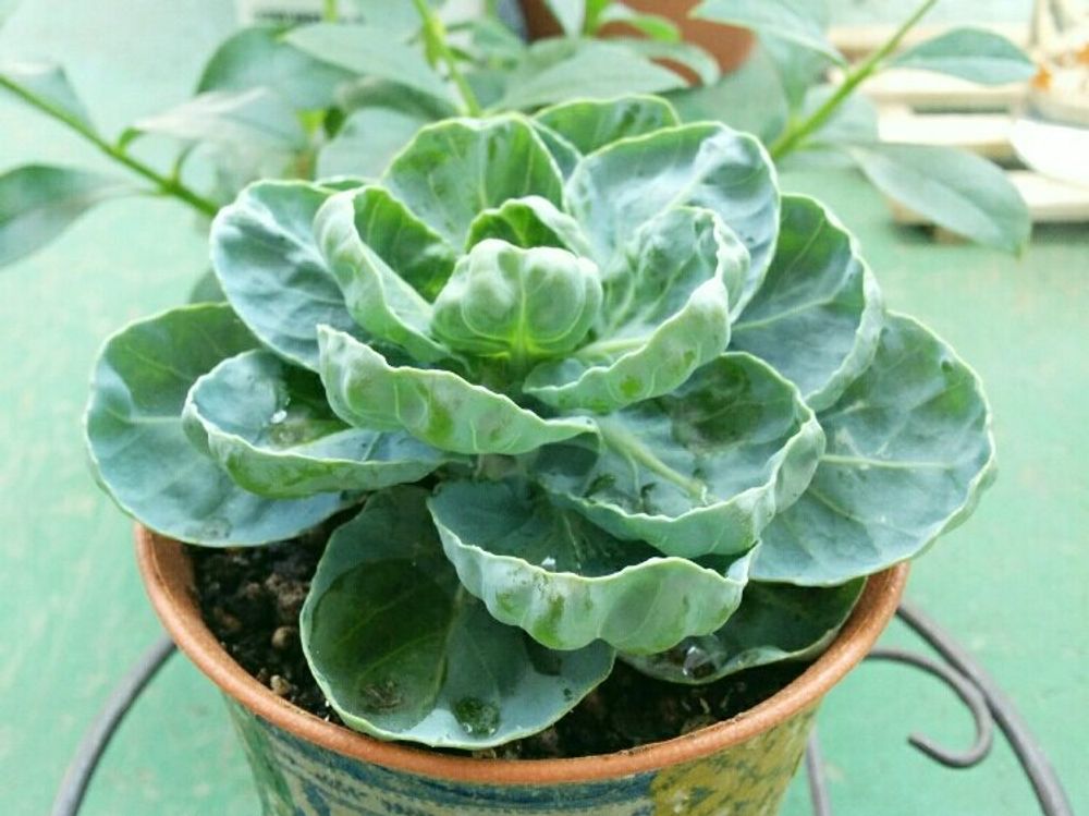芽キャベツ　鉢植え