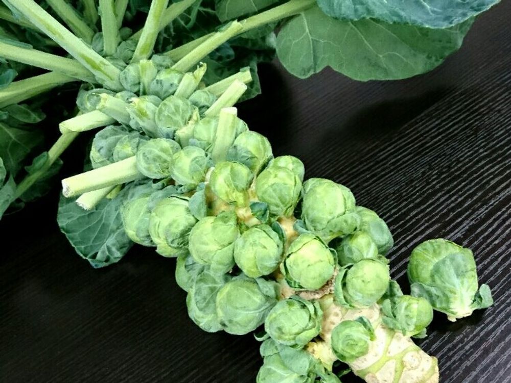 芽キャベツ　株