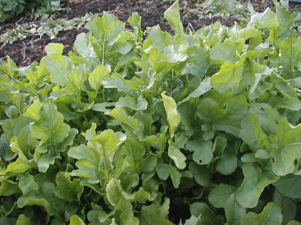 Photo by Yoshida Akemiさん