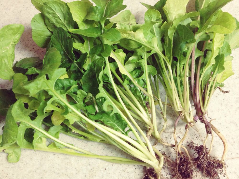 Photo by ピノコさん