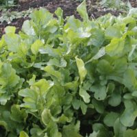 ルッコラの育て方｜種まきや植え替えの時期は？の画像