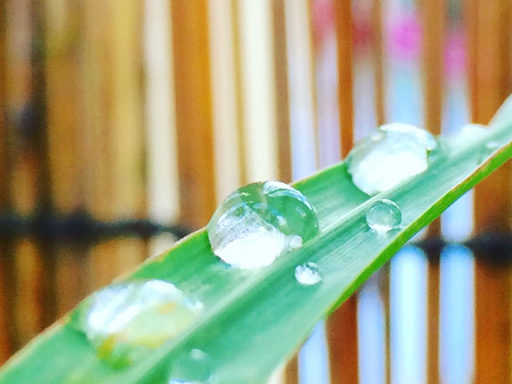 レモングラス　葉　水滴