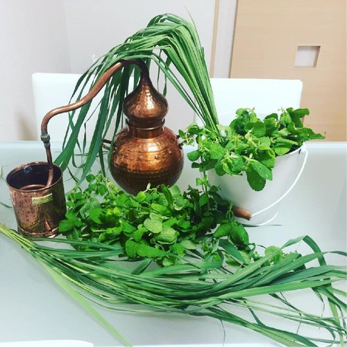 レモングラスの育て方 鉢植えや地植えの栽培方法は 花は咲くの Greensnap グリーンスナップ