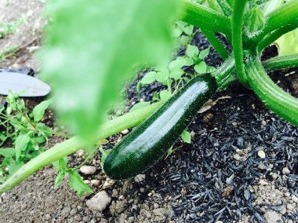 ズッキーニ　地植え　実
