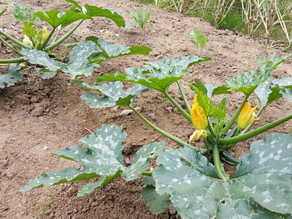 ズッキーニ　地植え　葉