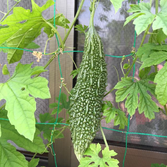 ゴーヤの育て方 種の植え方や肥料やり頻度は プランター栽培もできる Greensnap グリーンスナップ