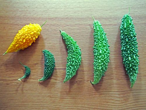 ゴーヤの育て方 種の植え方や肥料やり頻度は プランター栽培もできる Greensnap グリーンスナップ