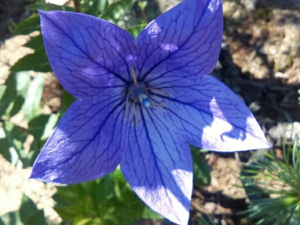 キキョウ　青い花