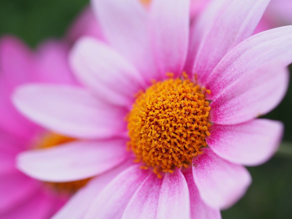 マーガレット ピンク色の花